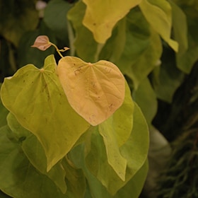 Redbud, 'Rising Sun'