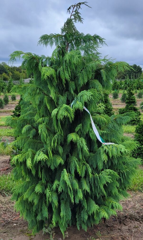 Falsecypress, Nootka