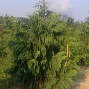 Falsecypress, Weeping Dense Form