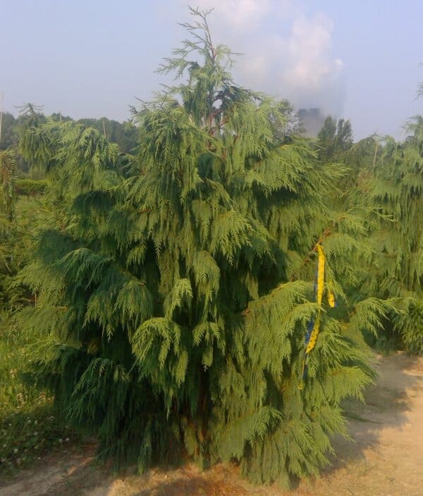 Falsecypress, Weeping Dense Form 7.0'