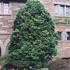 Falsecypress, Compact Hinoki