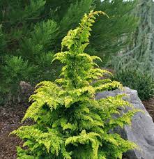 Falsecypress, 'Fernspray Gold'