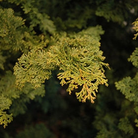 Falsecypress, Dwarf Hinoki