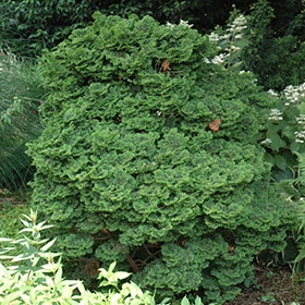 Falsecypress, 'Kosteri'
