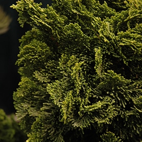 Falsecypress, Dwarf 'Gracillis' Hinoki