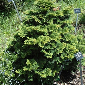Falsecypress, 'Tempelhof' 2.5'
