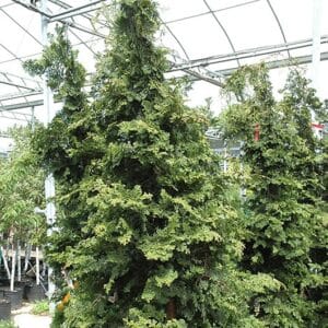 Falsecypress, 'Wells Special' 4.0'
