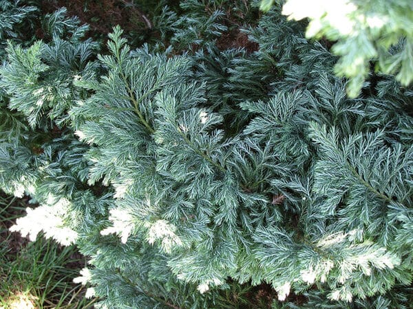 Falsecypress, 'Boulevard' - Image 2