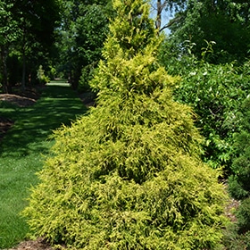 Falsecypress, 'Gold Mop'