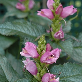 Pink Turtlehead