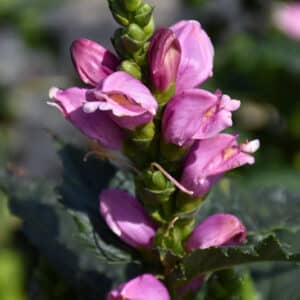 'Tiny Tortuga' Turtlehead