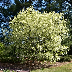 Fringe Tree, White