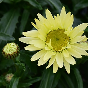 'Banana Cream' Shasta Daisy