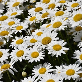 'Becky' Shasta Daisy