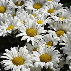 'Daisy Duke' Daisy