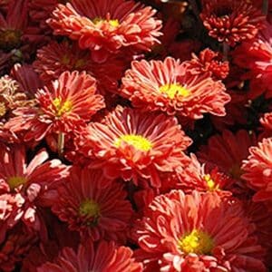 'Dark Bronze Daisy' Mammoth Mums Chrysanthemum #1
