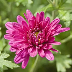 'Lavender Daisy' Mammoth Mums Chrysanthemum #1