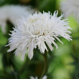 'Sante' Shasta Daisy