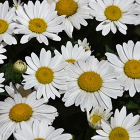 'Snowcap' Daisy