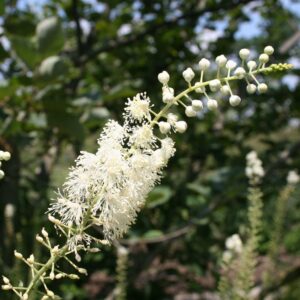 Black Snakeroot
