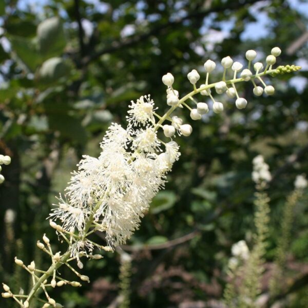 Black Snakeroot