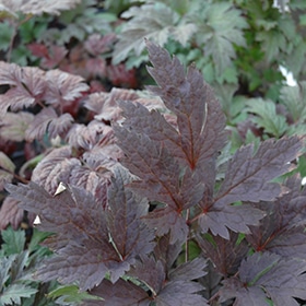 'Brunette' Snakeroot