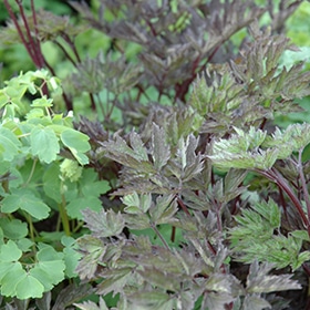 'Hillside Black Beauty' Snakeroot