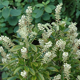 Clethra, 'Hummingbird'