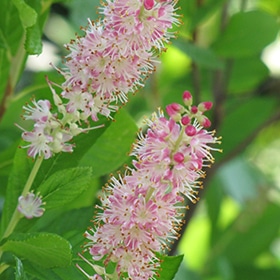 Clethra, 'Ruby Spice'