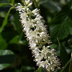 Clethra, 'Vanilla Spice' #3