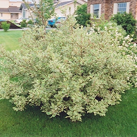 Dogwood, Red Variegated