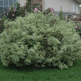 Dogwood, 'Ivory Halo'