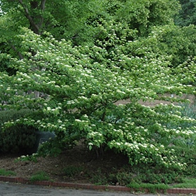 Dogwood, Pagoda 5.0'