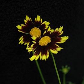 'Cosmic Eye' Coreopsis