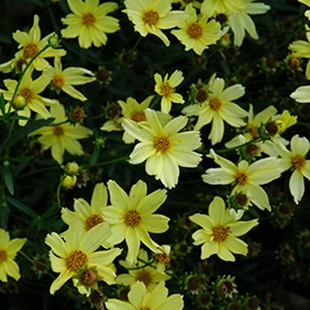 'Creme Brulee Coreopsis