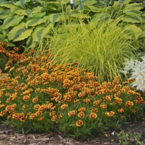 'Daybreak' Coreopsis