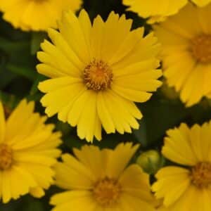 'Uptick Gold' Coreopsis