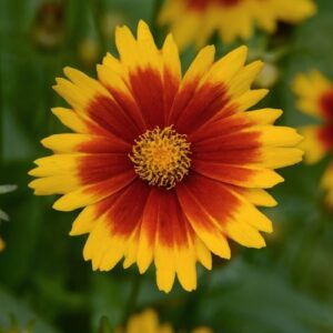 'Gold & Bronze' Tickseed #1