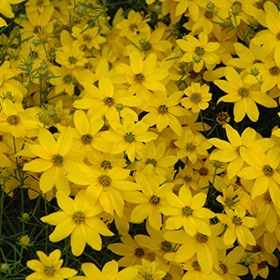 'Golden Shower' Coreopsis