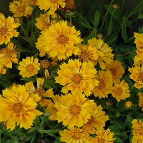 'Jethro Tull' Coreopsis
