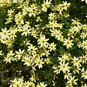 'Moonbeam' Coreopsis