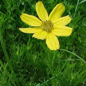 Stiff Tickseed
