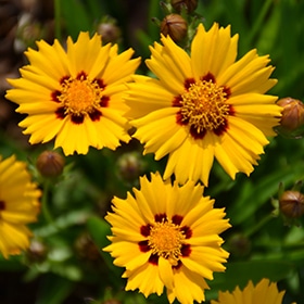 'Sunfire' Coreopsis