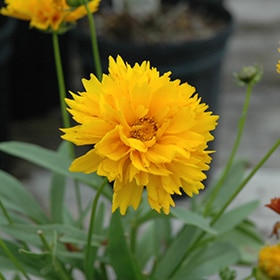 'Sunray' Coreopsis