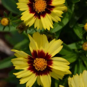 'Yellow & Red' Tickseed