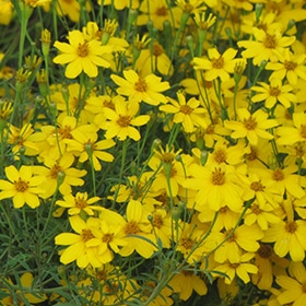 'Zagreb' Coreopsis