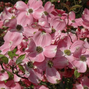 Dogwood, 'Cherokee Brave'