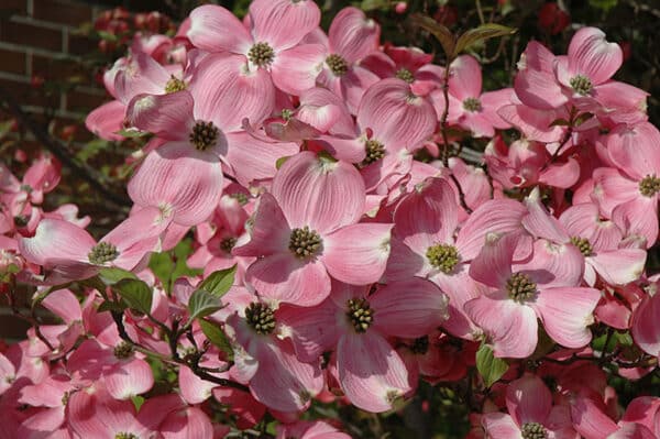 Dogwood, 'Cherokee Brave'