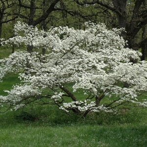 Dogwood, 'Cherokee Princess'