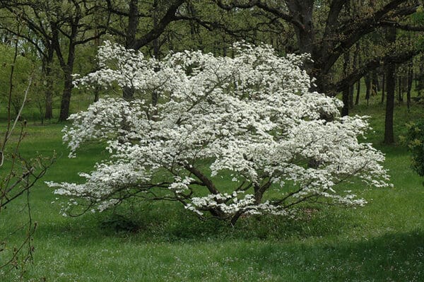 Dogwood, 'Cherokee Princess'